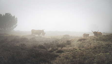 runderen in de mist
