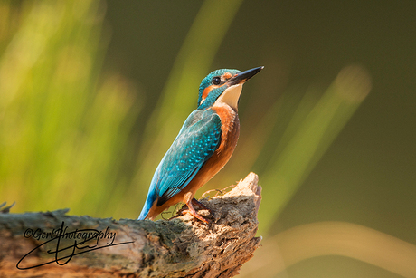 IJsvogel