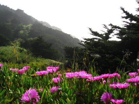 San Francisco Lands End