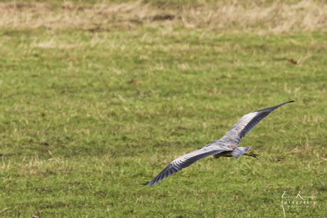 De blauwe reiger (Ardea cinerea)