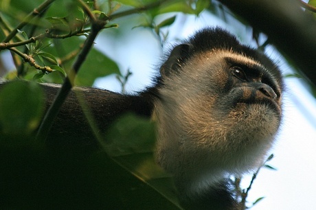 Black and white colobus monkey