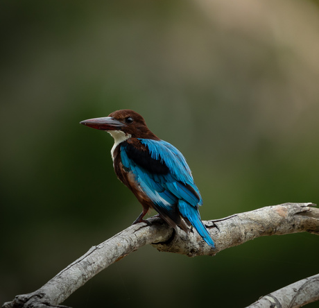 Smyrna- ijsvogel Sri Lanka