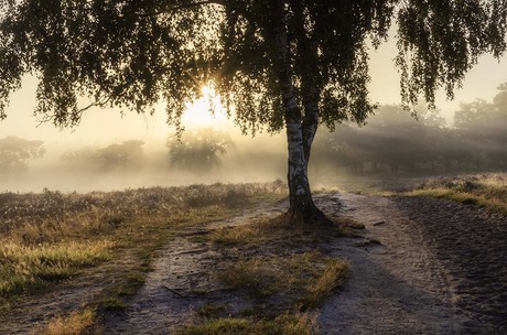 Misty morning