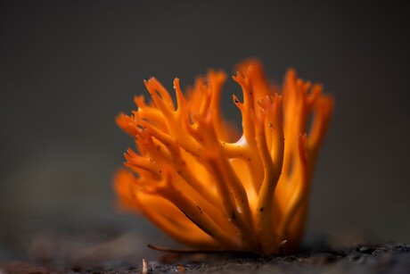 Kleverig koraalzwammetje