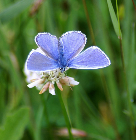 Blauwtje