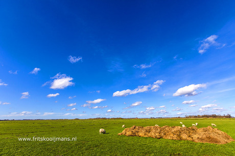 Schapen in de wei bij Smalle Ee