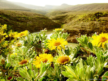 Yellow Flowers and Water