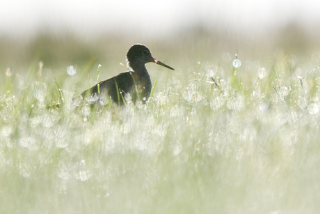 Vroege vogel