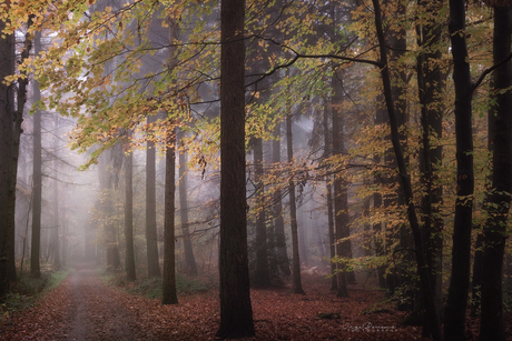 The Wonder of Fall.