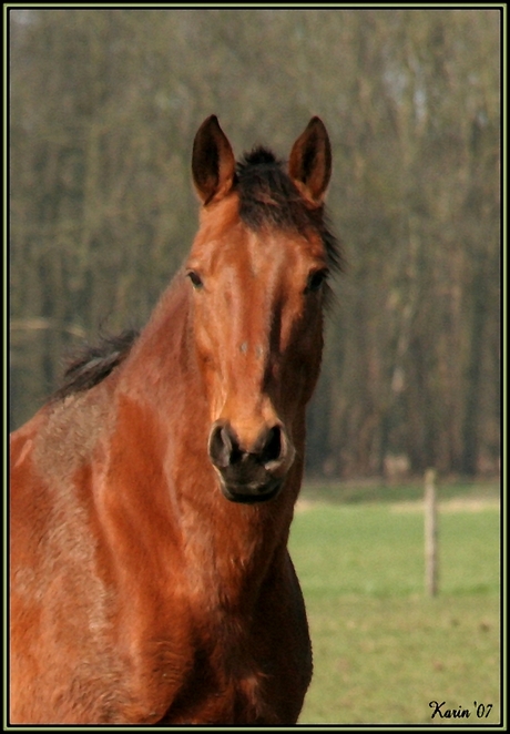 Zo maar een paard