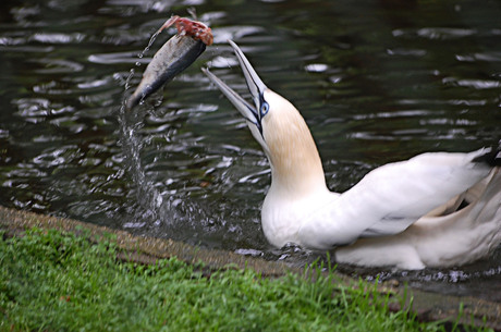 Van Gent en zijn vis.