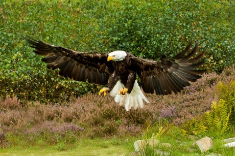 Zeearend tijdens de landing