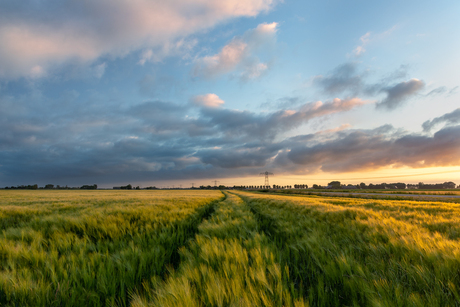 Tarweveld tijdens zonsondergang