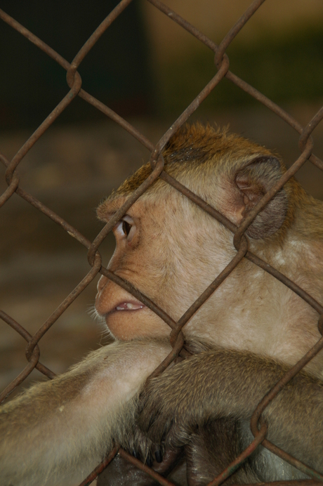 Monckey Zoo Hamoi Vietnam