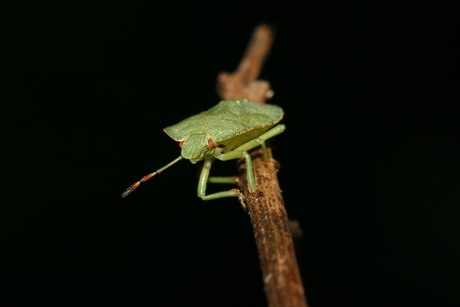 Groene stinkwants