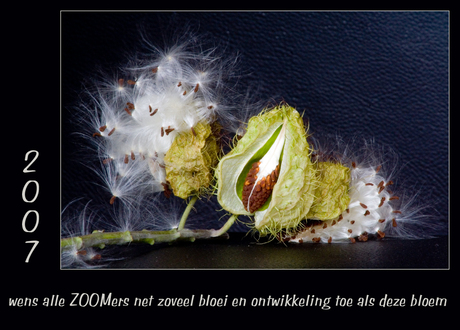 zaadbolletjes bloem 1