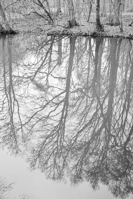 Gespiegelde bomen