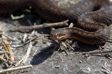 Adder