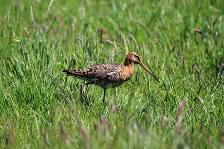 20150524Grutto018_2