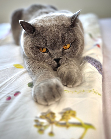 Milo