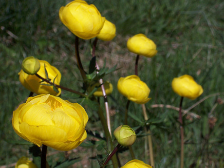 Yellow Globe Flower