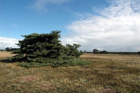 Eindeloze Veluwe 9