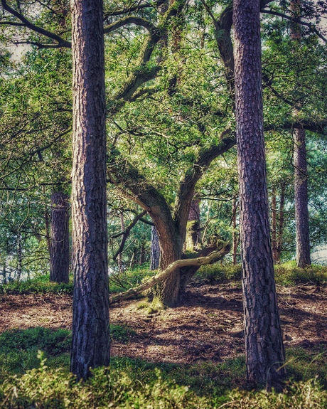 Het bos door de bomen 