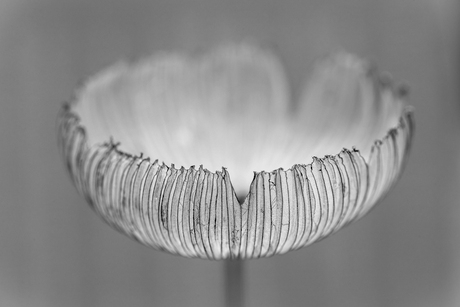 van de hoed en de rand 