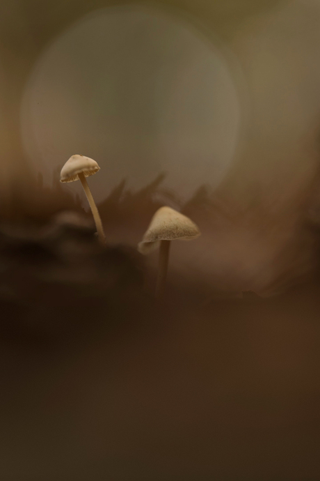 Paddenstoelen zoomdag 2025