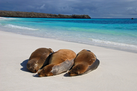 Galapagos zeeleeuwen
