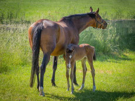 Paardenlente