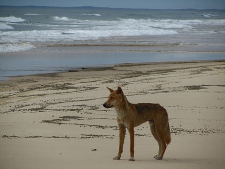 Dingo on Fraser Island