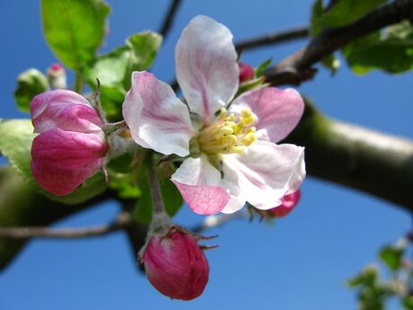 Fruitboom Bloesem