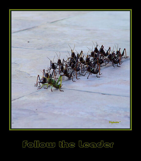 Follow the Leader