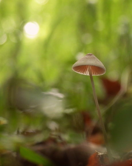 Klein maar betoverend