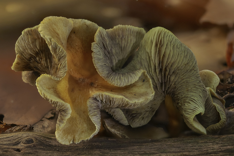 Close up Gewone zwavelkop