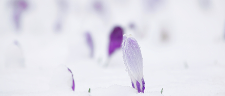Krokus