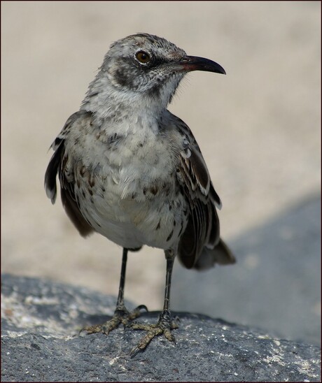 Galapagos Mockingbird