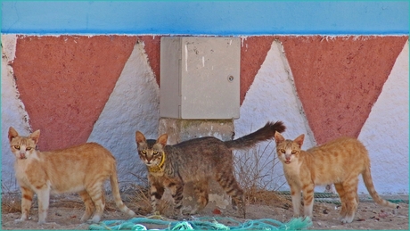 Portugal Cats