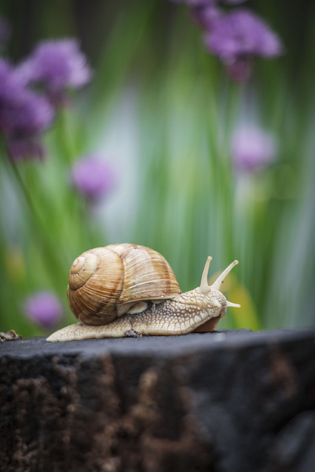 Escargot