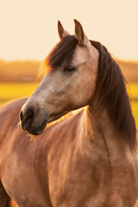 Spaans paard in weiland