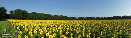 Zonnebloemen