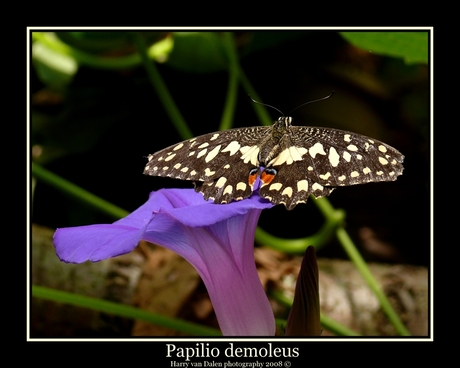 Papilio demoleus