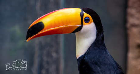 Blue eyed Tucan