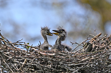 jonge reigers.