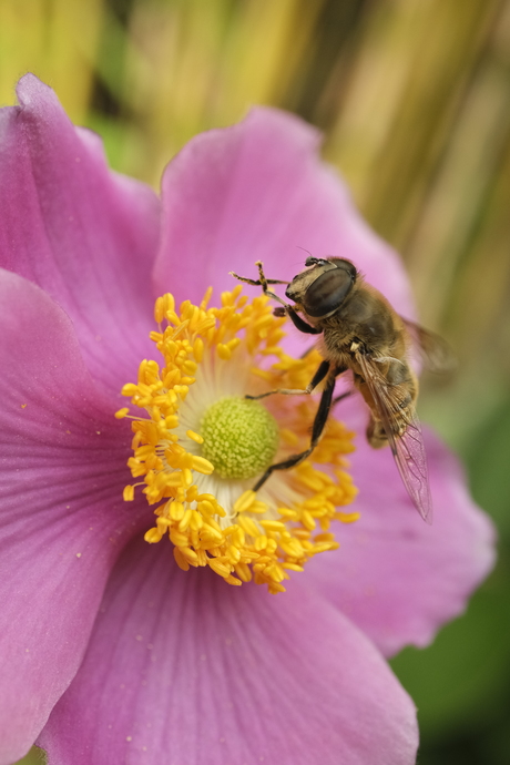 Anemone