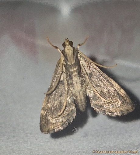 Zij vloog ineens in mijn kamer