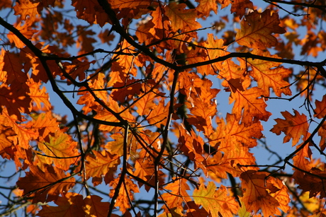 rood & blauw