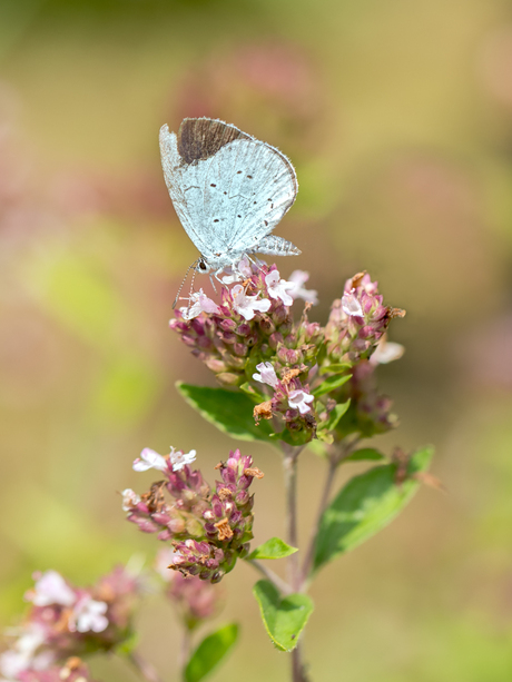 Butterfly in Colourful World