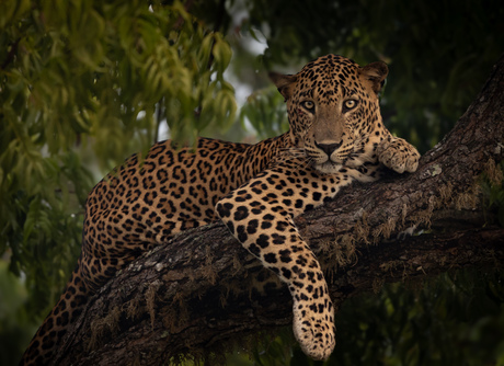 Luipaard in Yala national park Sri Lanka